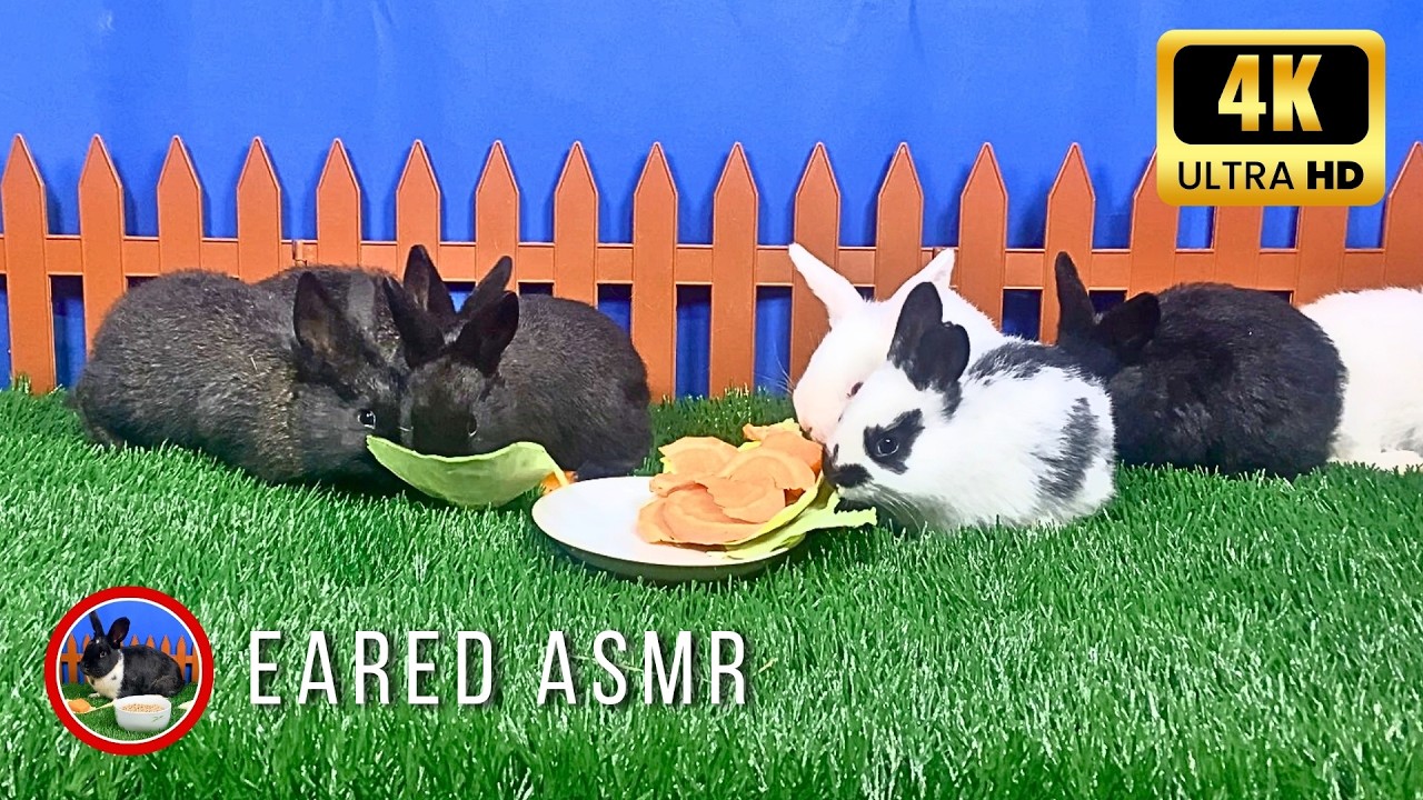 Cat TV 😺📺 | TURN IT ON NOW! Your Pets Won’t Look Away! | Fluffy Baby Rabbits Nibbling Carrots