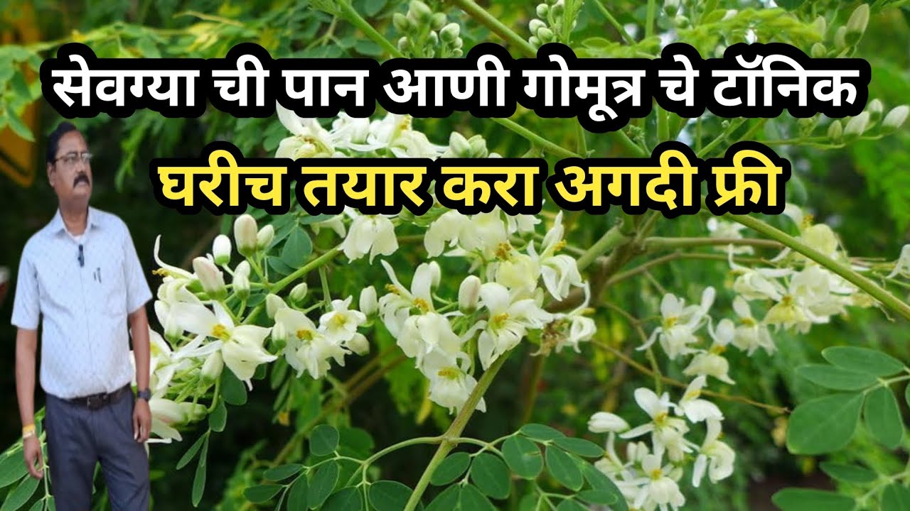 | सेवग्या ची पान आणी गोमूत्र चे टॉनिक | घरीच तयार करा अगदी फ्री |