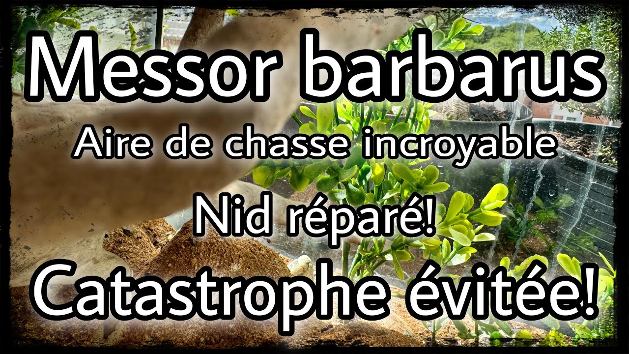 Opération catastrophe réussi. Les Messor barbarus et leur incroyable aire de chasse sont de retour