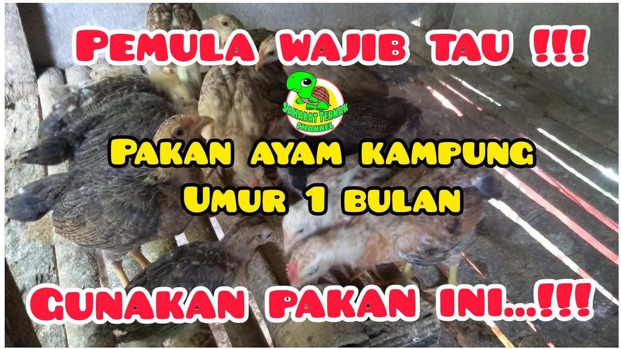 Pakan ayam kampung umur 1 bulan