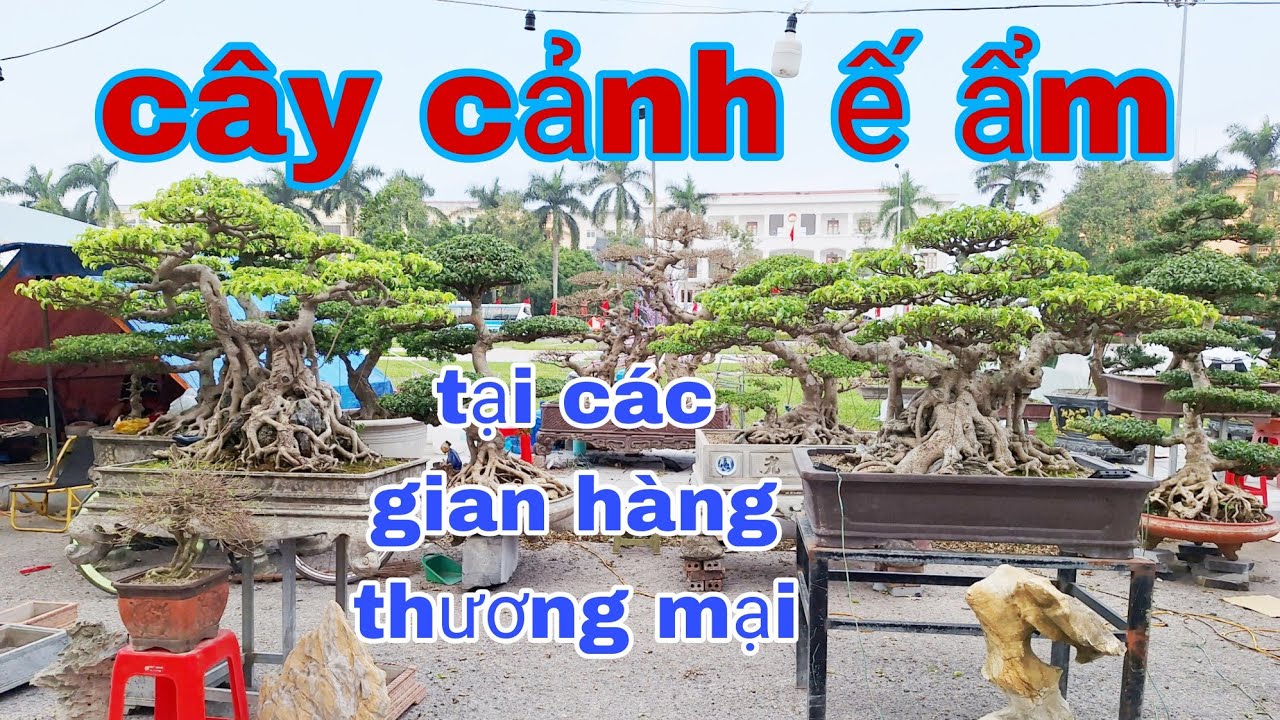  cây cảnh ế ẩm dịp cuối năm tại các gian hàng thương mại - tại Quảng trường thành Phố Hưng Yên 