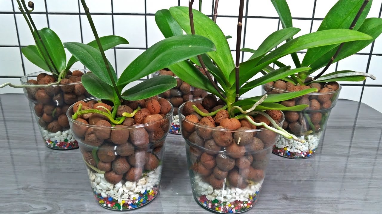 Como plantar Orquídeas Phalaenopsis em vasos de vidros! | JD Orquídeas