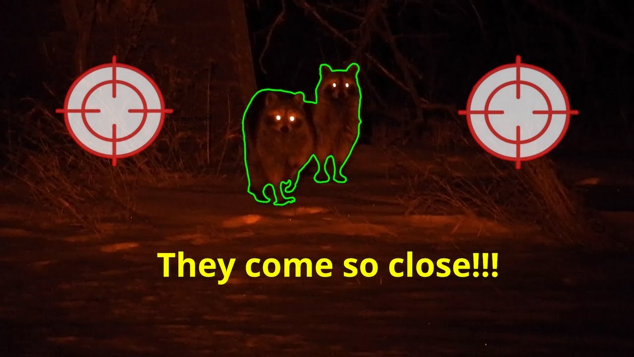 Raccoon Hunting at night!!!