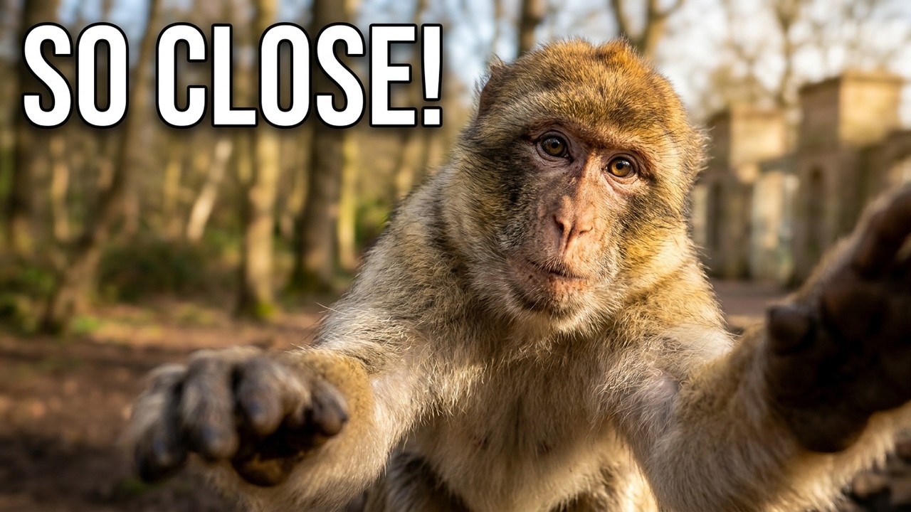 Visiting Trentham Monkey Forest | Animals Up Close
