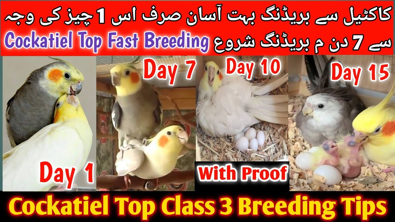 Cockatiel Top 5 Breeding Tips 2025 l Cockatiel Life time Breeding Formula, Cockatiel Breeding 3 Days