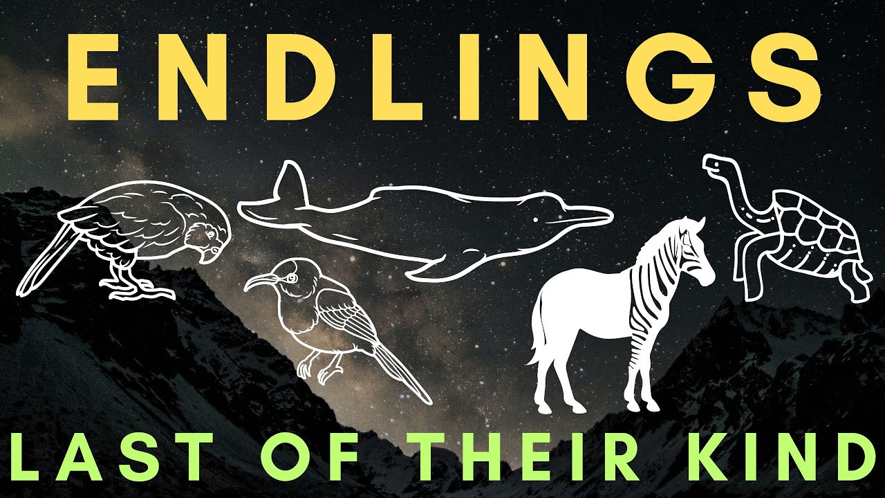 LAST ONE before EXTINCTION - The Stories of Five Endlings - Part 3