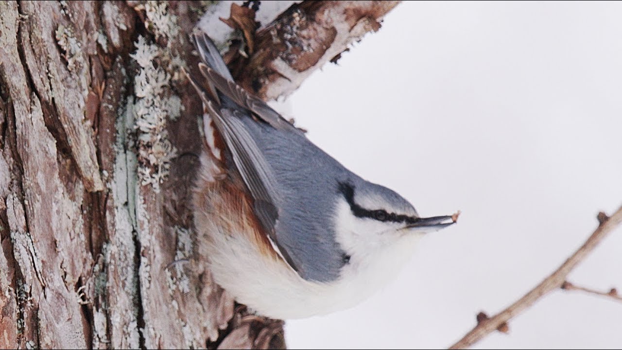 ゴジュウカラ 鳴き声 信越の高原 美しい日本の野鳥 4月上旬
