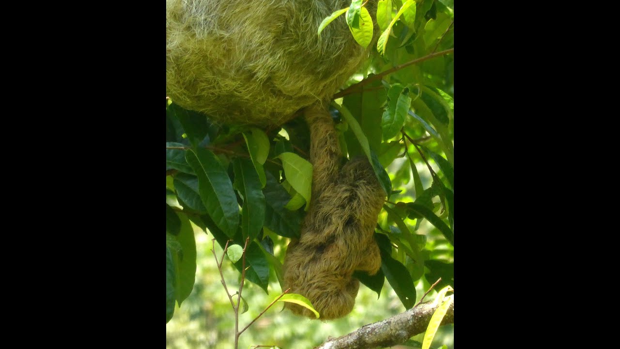 sloth baby struggles to survive