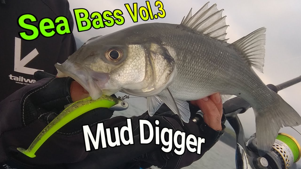 🔴PESCAR LUBINAS vol.3 (Mud Digger) con vinilos desde embarcación.