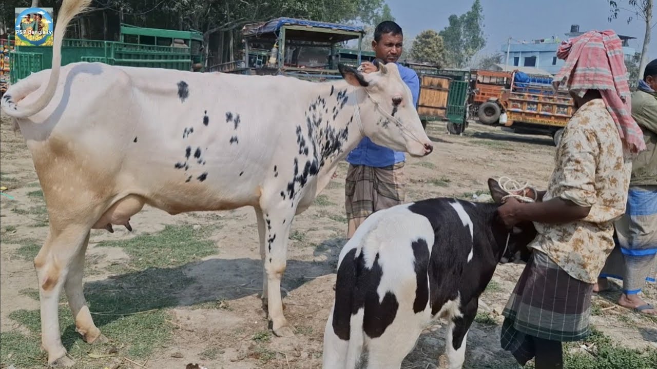 @ আজ ২০/২/২০২৬|| ২/৪ দাঁতের ১০/২০+ কেজি দুধের গাভী বাছুরের দাম দিনাজপুরের আমবাড়ী হাটে||