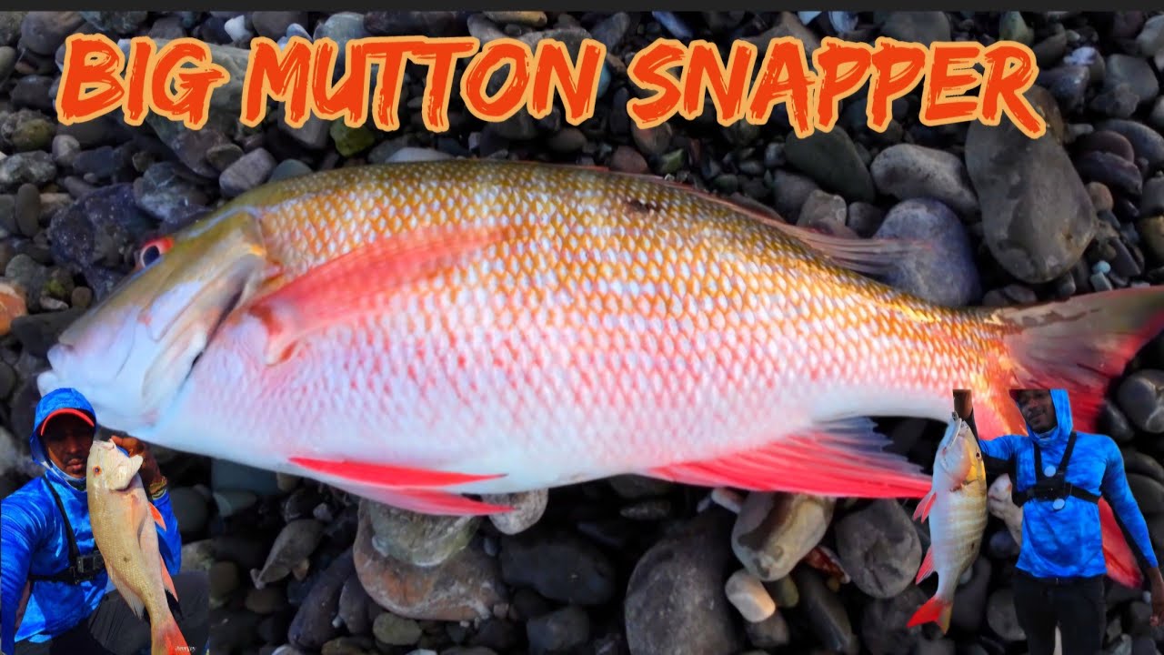 🎣 Insane Lure Hit! My First Mutton Snapper in St Thomas😱 