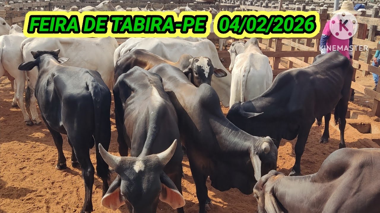 FEIRA DO GADO DE TABIRA-PE PREÇOS DOS ANIMAIS NO CURRAL DIA 04/02/26
