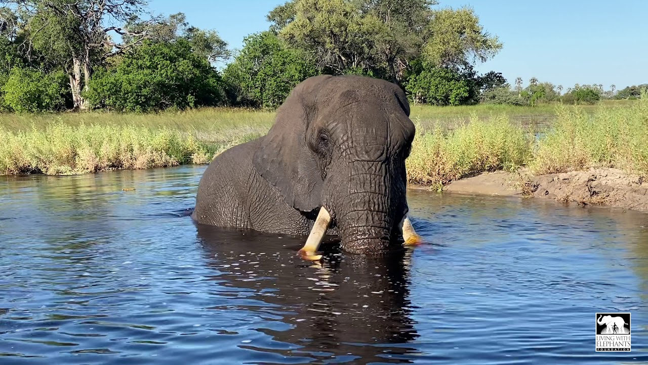 Water Ballet with Jabu | Living With Elephants Foundation | Okavango Delta, Botswana
