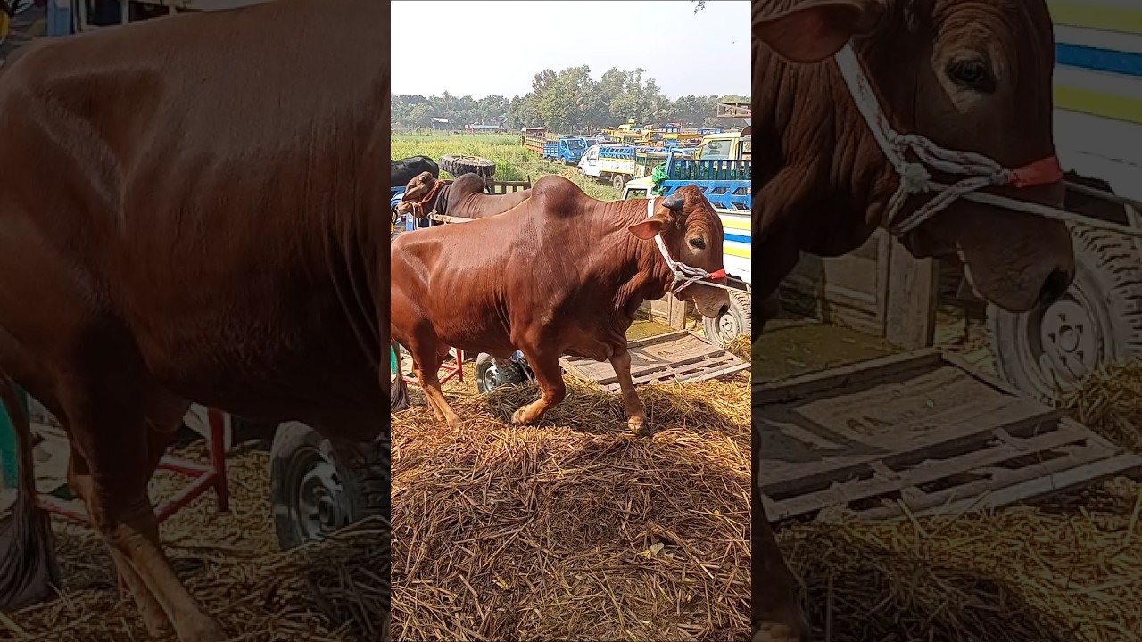 #viral #viralvideo #viralshorts #viralshort #viralvideos #trendingshorts #cowvideos #cows #vairal