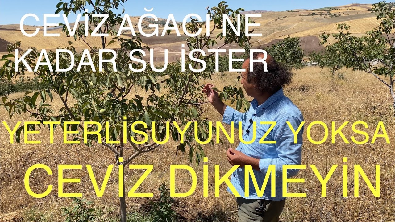 CEVİZ AĞACI NE KADAR SU İSTER? YETERLİ SUYUNUZ YOKSA CEVİZ DİKMEYİN. Ceviz Adam Ahmet