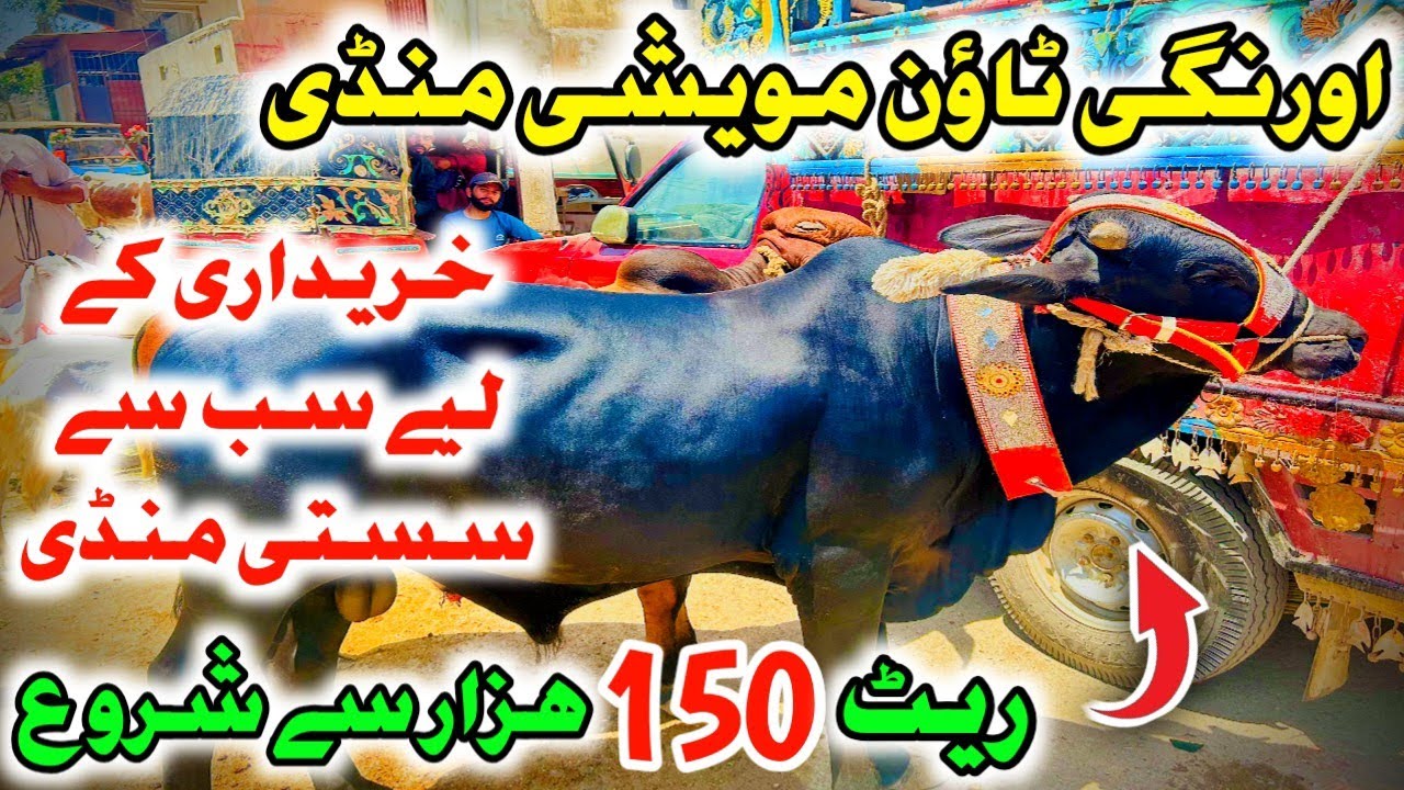 Orangi Town Nichan Nichan e Haider Maweshi Mandi Latest Update 2025 #orangibakramandi #cowmandi #cow