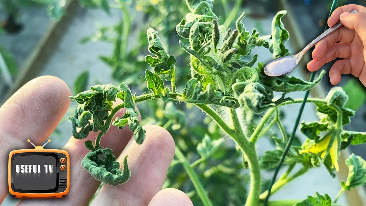 Are the leaves curling up on tomatoes A teaspoon in half a liter of water will fix everything
