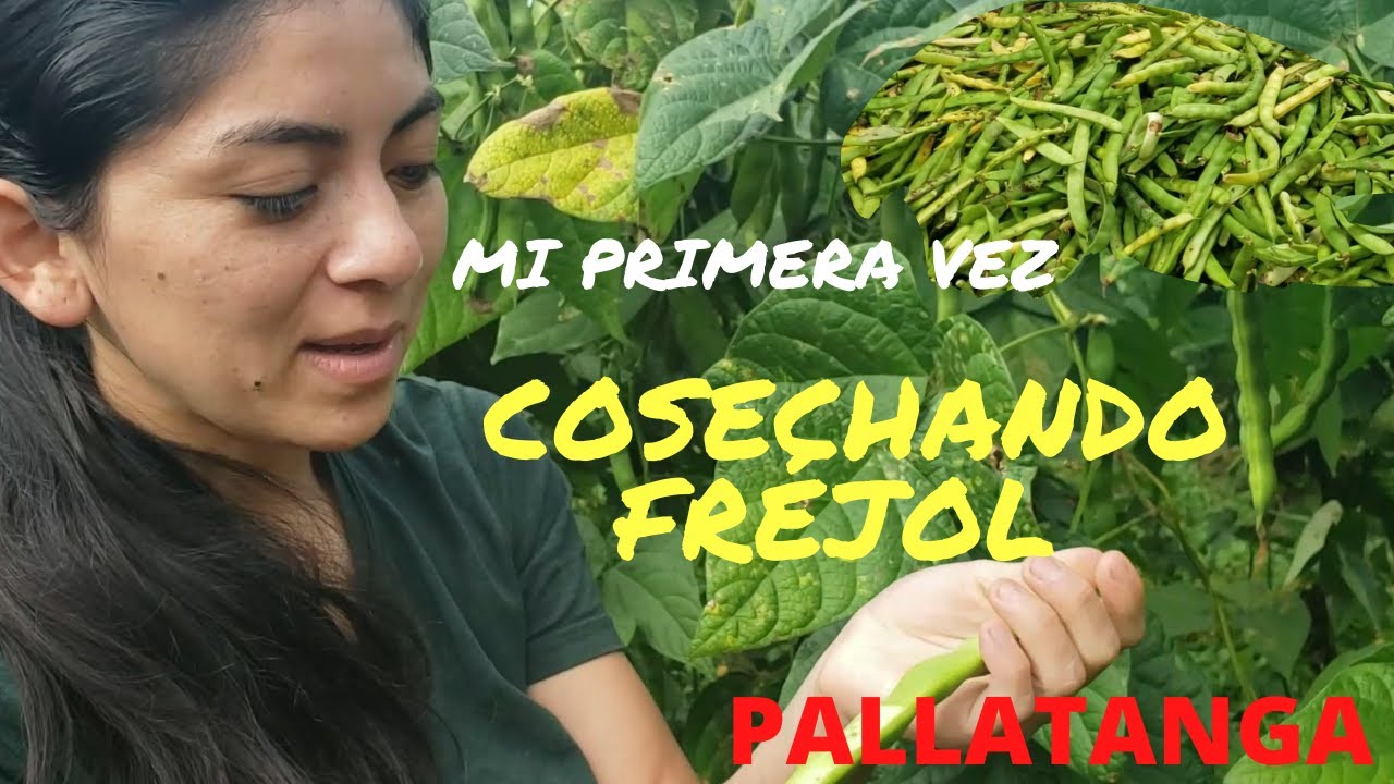 Coseché Frijol en PALLATANGA//agricultura campesina//JESSY AVENTURA...