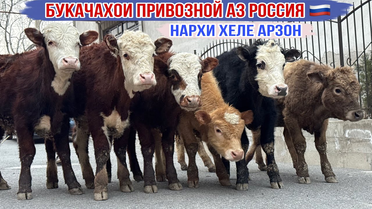 БУКАЧАХОИ ПРИВОЗНОЙ АЗ РОССИЯ БО НАРХИ АРЗОН 2 марта 2026 г.