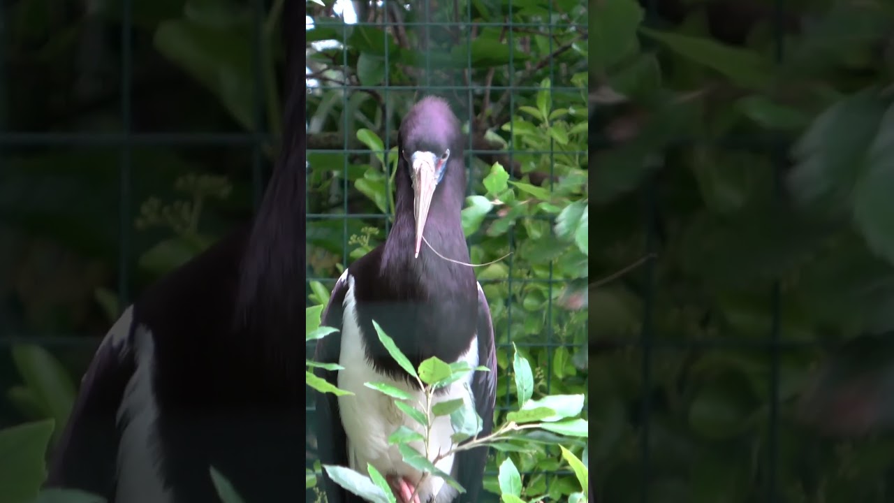 Abdim's Stork
