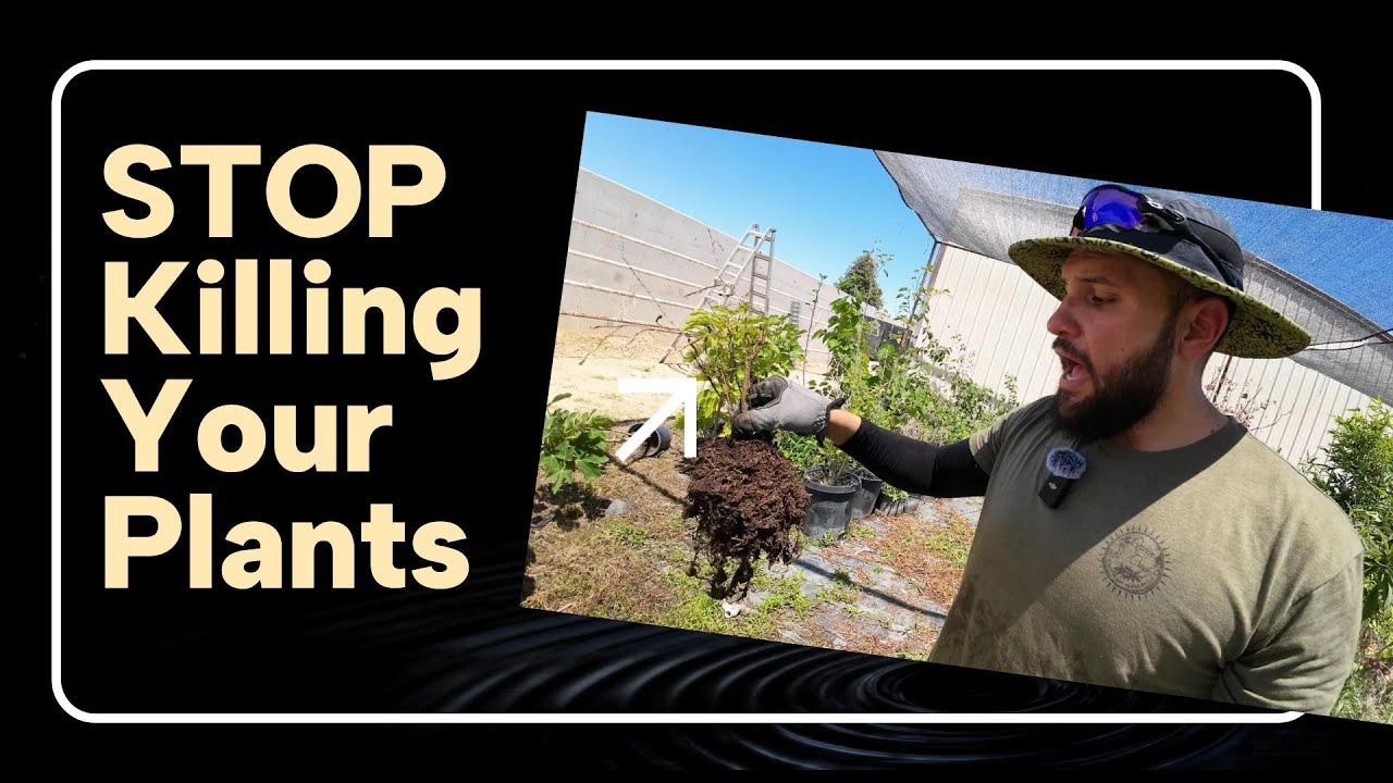This is Why Your Plant Keep Dying!