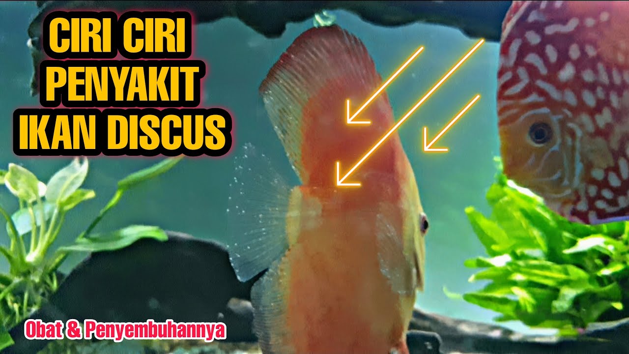 Obat Ikan Discus Kuncup & Ikan Discus Jamuran