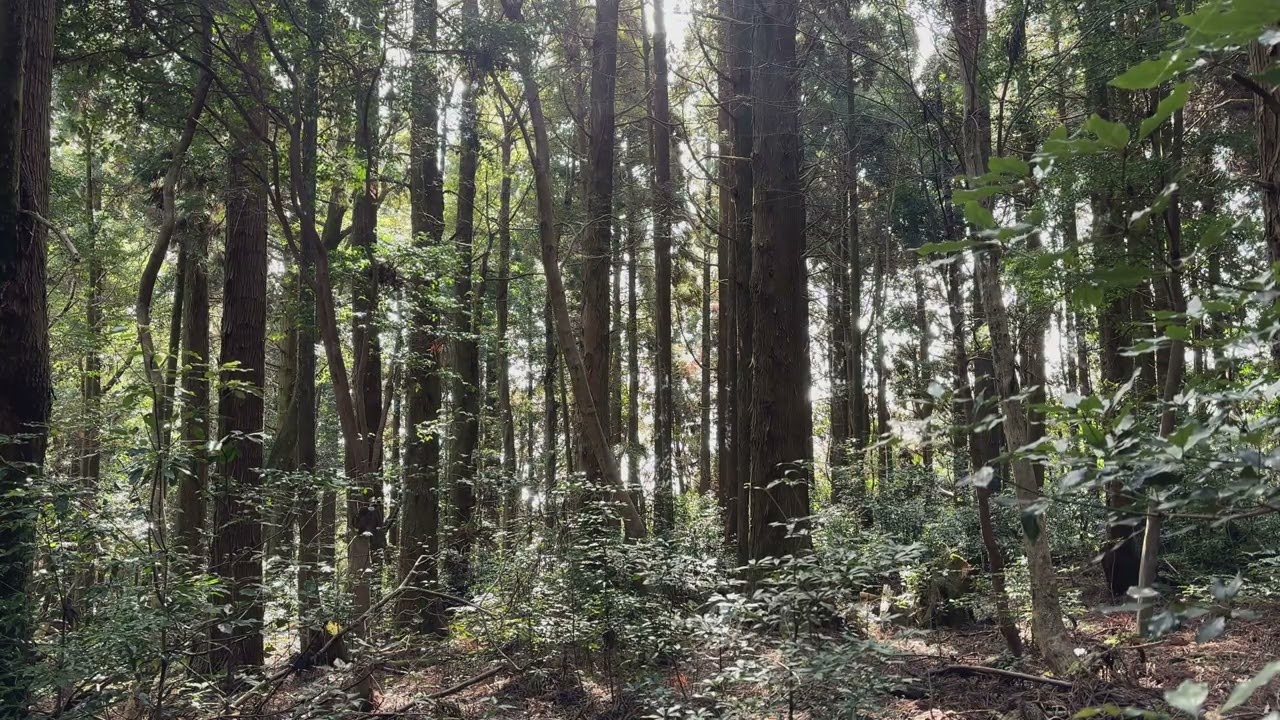 Birdsong in the Sunlight, Seogwipo Forest of Healing | The Moment: Jeju