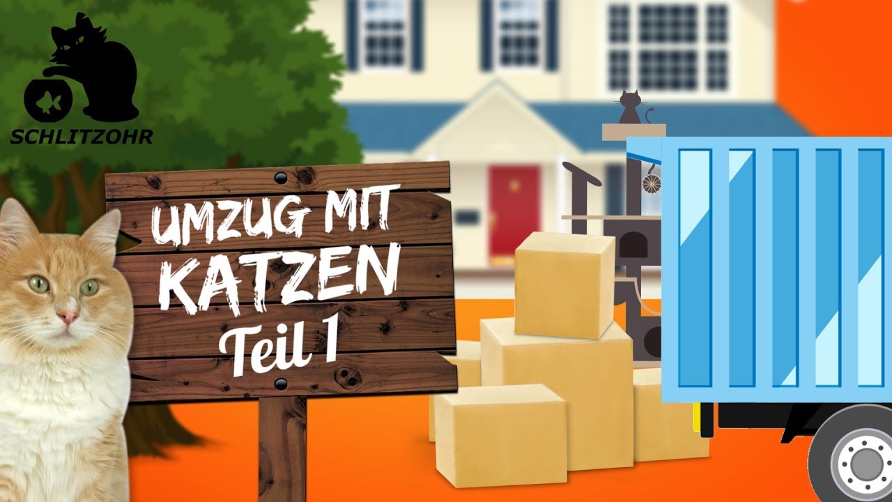 🔥5 Tipps - Umzug mit Katzen | #1 | umziehen mit Katze | was beachten? Stressfrei ins neue Zuhause!