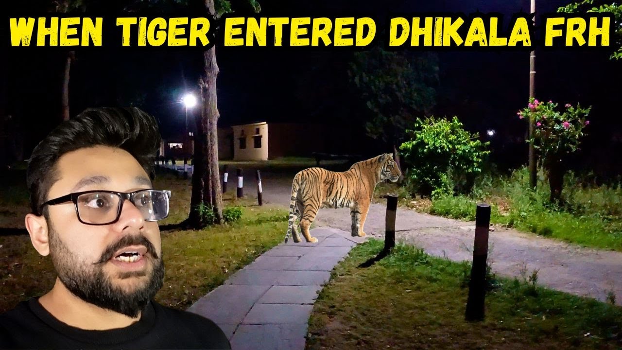 When Tiger entered Dhikala FRH | Scary moments in Dhikala | Jim Corbett National Park