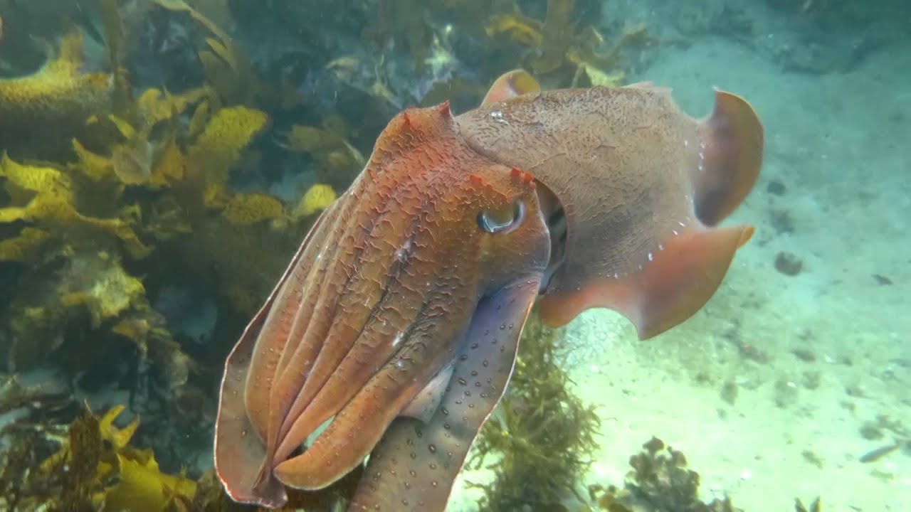 Mr J & the Giant Cuttlefish Project @ Sydney's Cabbage Tree Bay, Australia