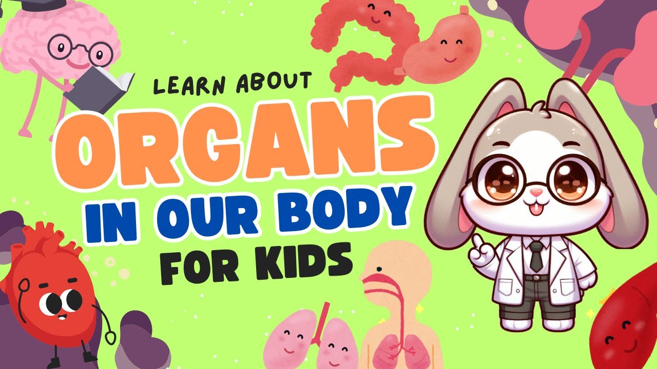 ❤️🧑💪💪🏻 LEARN about the ORGANS in our BODY FOR KIDS ❤️💛🧑HUMAN BODY FOR KIDS ☀️Curious Explorers Club