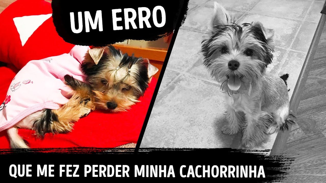 Minha Cachorrinha Sumiu E Me Deu Uma Lição De Vida
