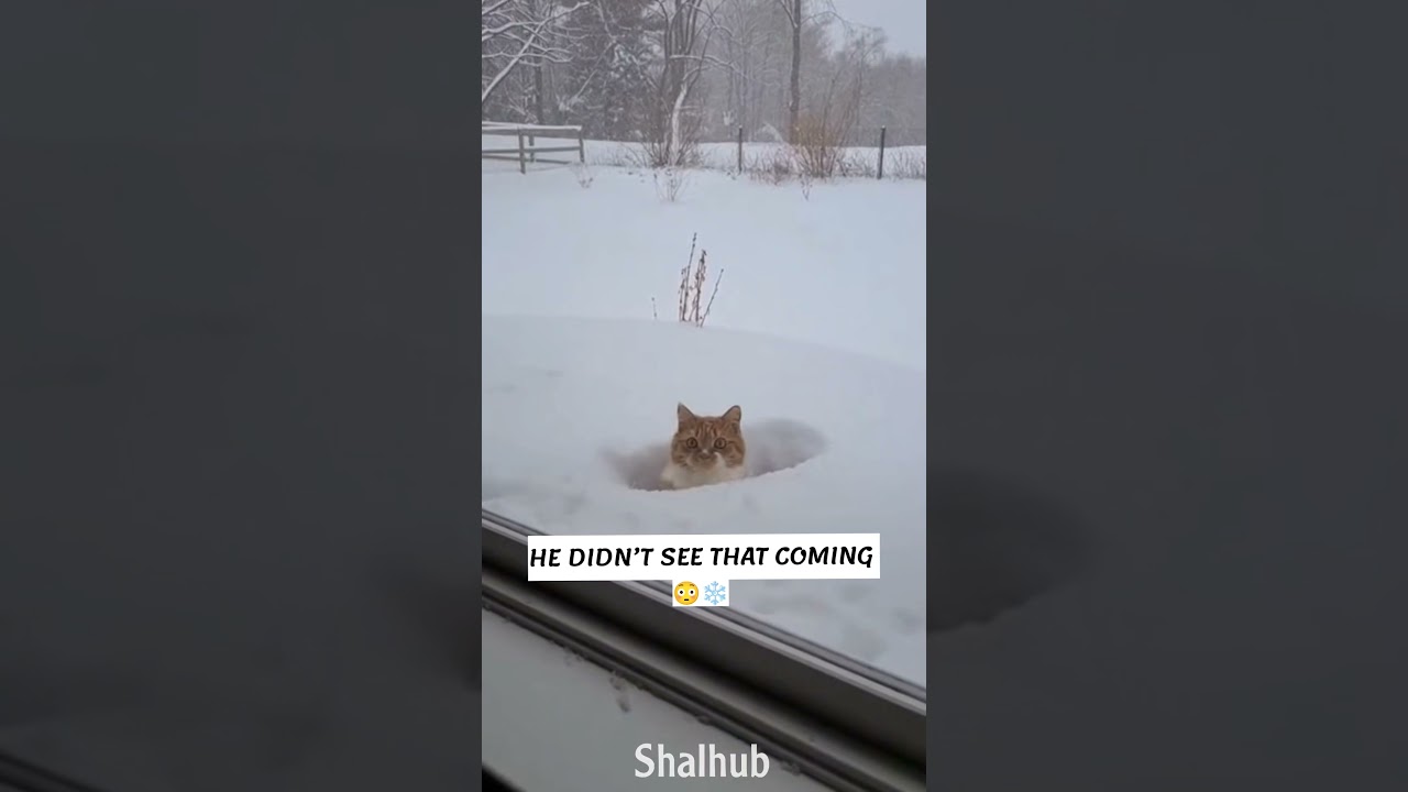 Cat Jumps for a Bird&hellip; Then Discovers How Deep the Snow Is 😹❄️ #animals #funnyanimals