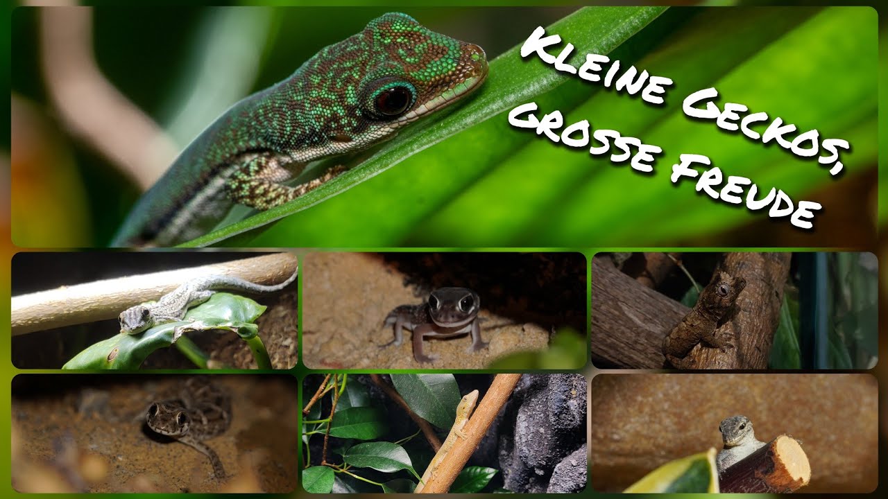 Kleine Geckos, große Freude