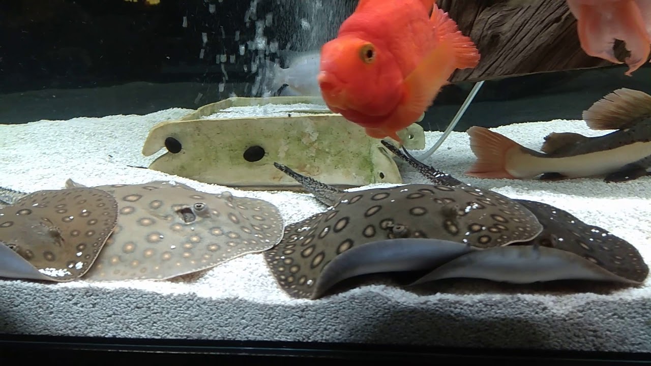 Motoro Freshwater Stingray - Potamotrygon Motoro - Płaszczka rzeczna Tank 1500L