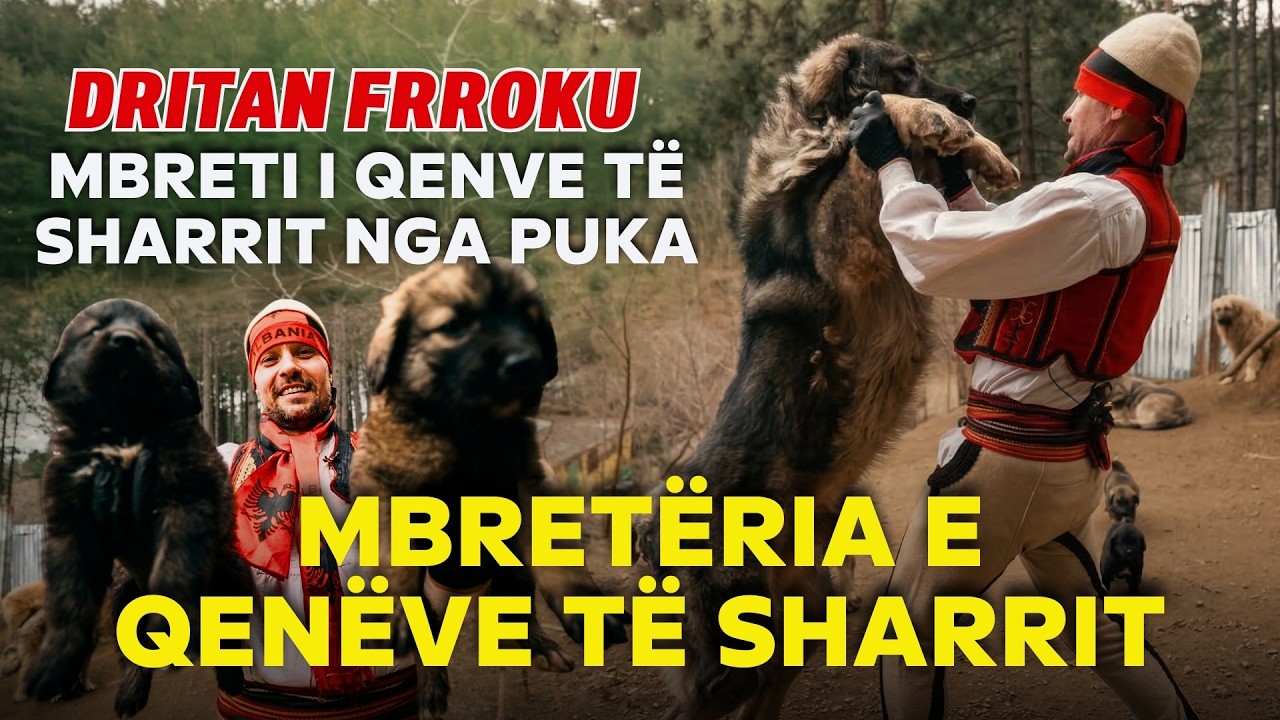 MBRETËRIA e QENËVE të SHARRIT! 🐕 50 ROJET e MALIT në fermën e DRITAN FRROKUT në PUKË