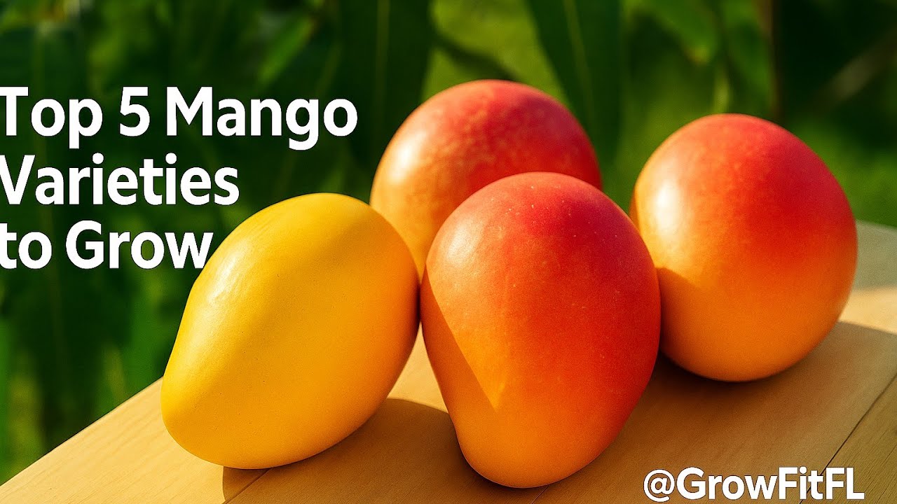 Top 5 Mango varieties YOU NEED to Try (and Grow!)  🥭🌴