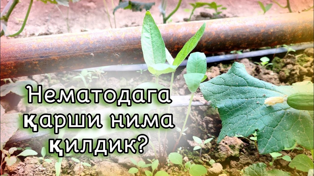 Нематодага қарши нима чора қилдик?