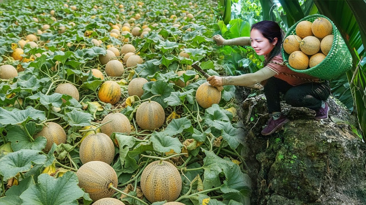 Hanna Harvest Melon: Picking Hundreds of Juicy and Sweet Fruits in the Heat!