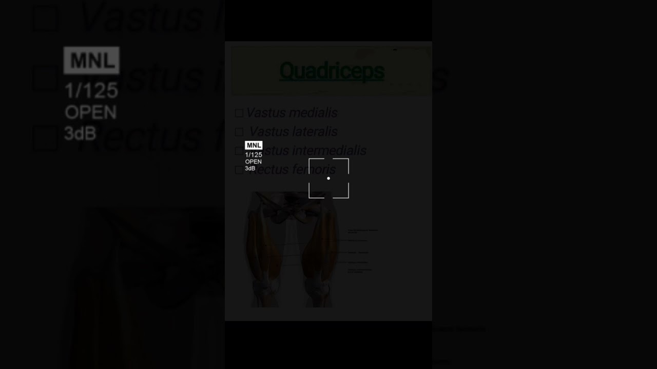 Muscles of lower limb 