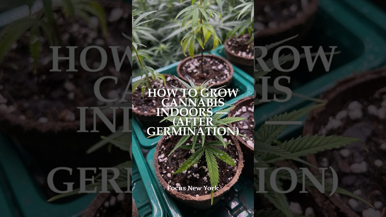 How to Grow Cannabis Indoors (After Germination) By Focus New York