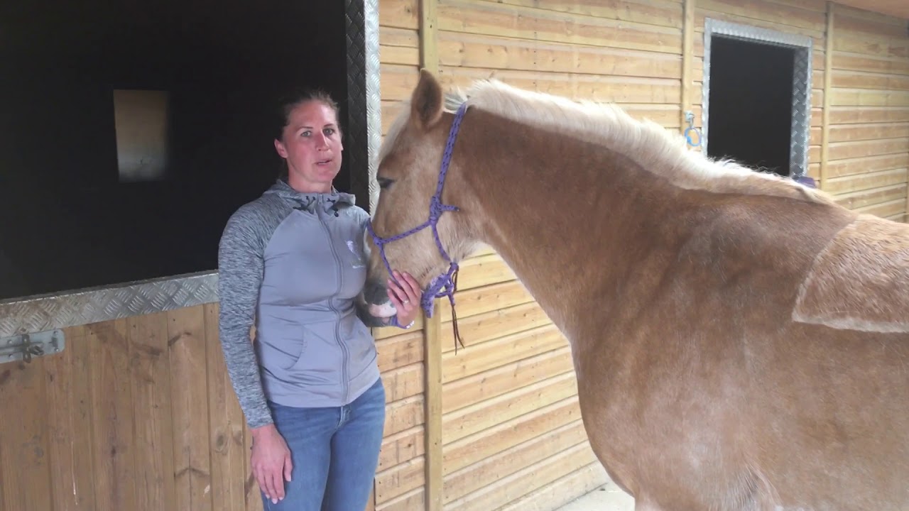 How to perform the Thoracic Sling Stretch with your horse