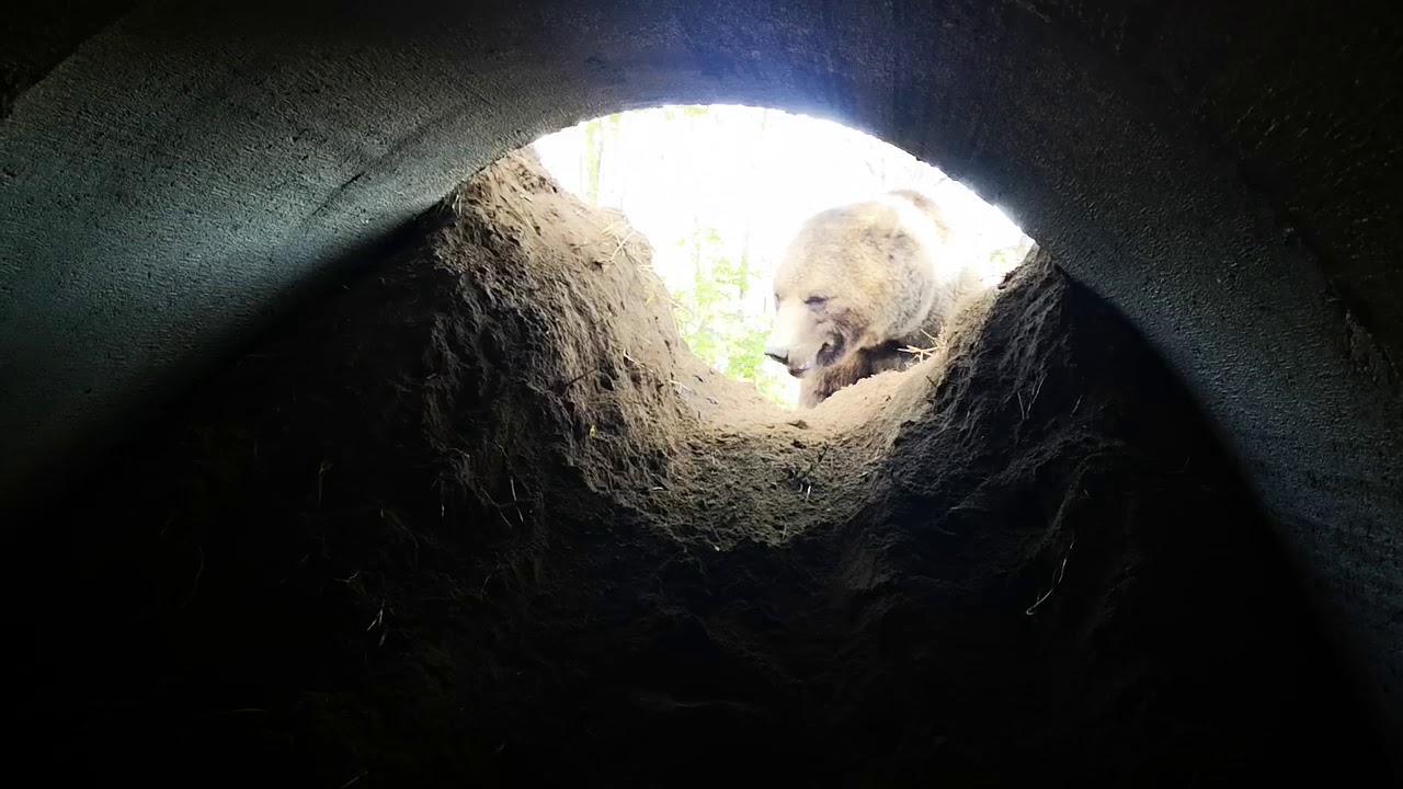 Медведь роет берлогу