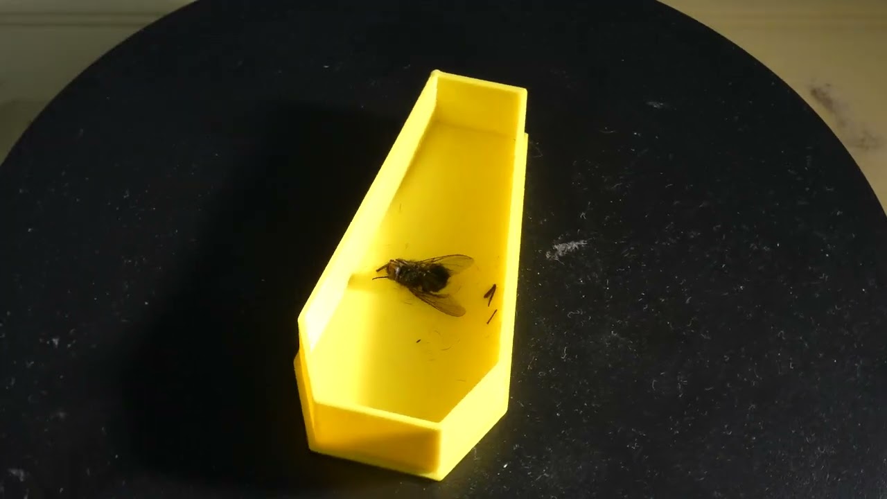 mouche morte dans le cercueil ⚰️ funérarium partie 2 4K