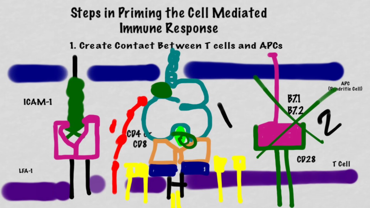 T cell priming
