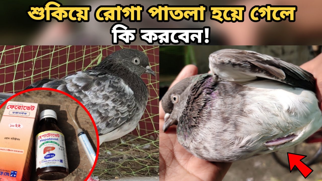কবুতর শুকিয়ে যাওয়ার কারণ।কবুতর রোগা পাতলা হয়ে গেলে কি করবেন। Kobutor। Pigeon Treatment