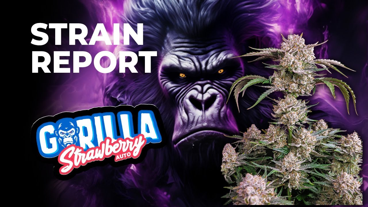 Strawberry Gorilla Auto | Strain Review | Fast Buds | Hybrid