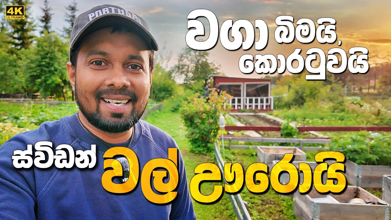2025ත් ස්විඩන් අස්වැන්න සරුයි - Cultivation and the harvest in Sweden - Sihala review vlog