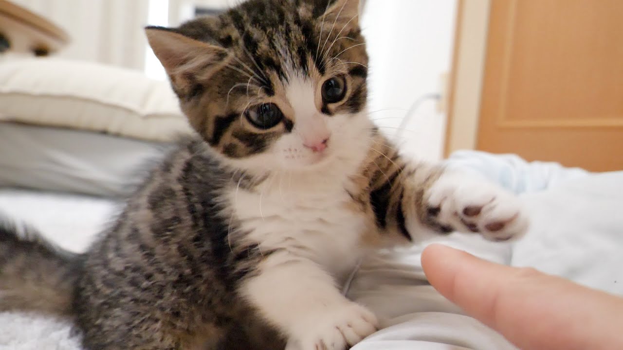 Kitten Coco vs Owner's fingers and toes