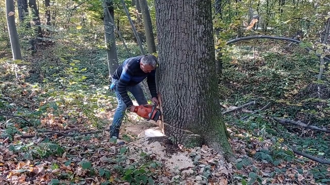 ZORAN OBARA I IZVLACI HRASTOVE
